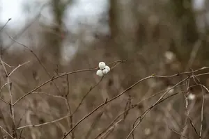 symphoricarpos albus (40- 60cm) - afbeelding 2