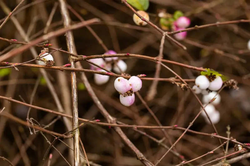 symphoricarpos albus (40- 60cm) - afbeelding 3