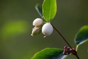 symphoricarpos albus (40- 60cm) - afbeelding 4
