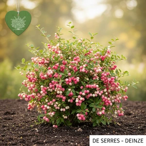 Symphoricarpos chenaultii  (60- 90)