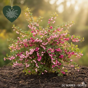 Symphoricarpos chenaultii C (50- 60)