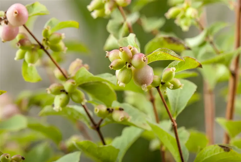 symphoricarpos d. 'magic berry' (40- 60cm)