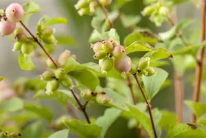 symphoricarpos d. 'magic berry' (40- 60cm)