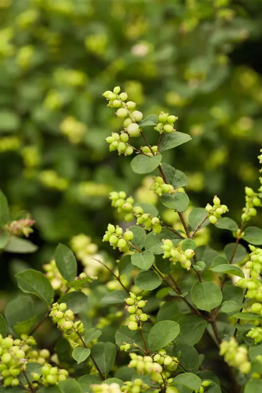 symphoricarpos d. 'mother of pearl' (40- 60cm) - afbeelding 2