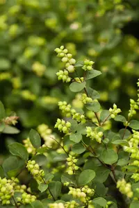 symphoricarpos d. 'mother of pearl' (40- 60cm) - afbeelding 2