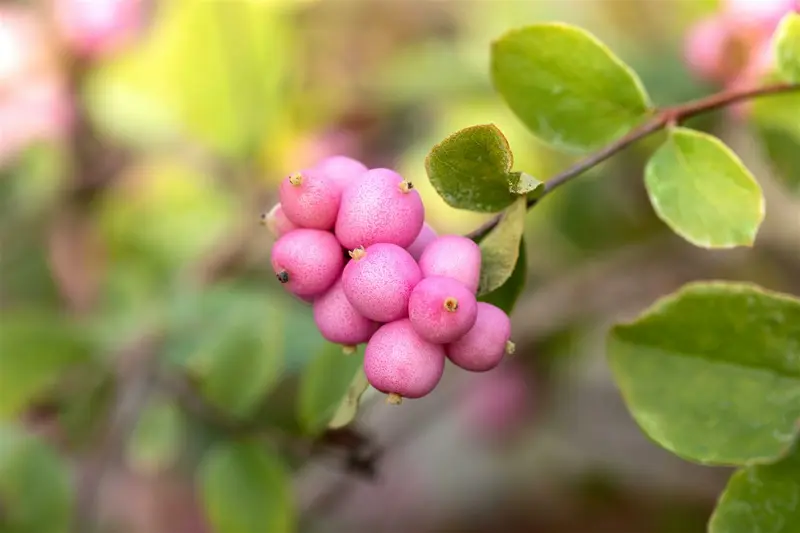 symphoricarpos d. 'mother of pearl' (40- 60cm) - afbeelding 3