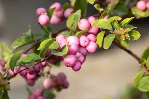 symphoricarpos d. 'mother of pearl' (40- 60cm) - afbeelding 4