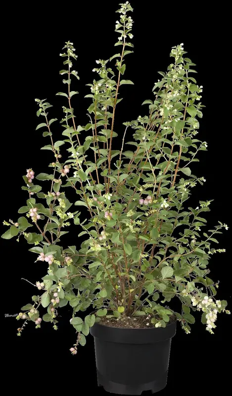 symphoricarpos d. 'mother of pearl' (40- 60cm) - afbeelding 1