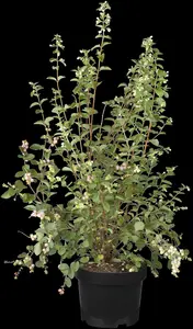 symphoricarpos d. 'mother of pearl' (40- 60cm) - afbeelding 4