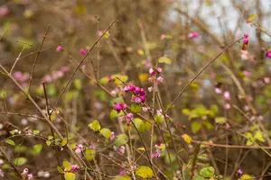 symphoricarpos orbiculatus (40- 60cm)