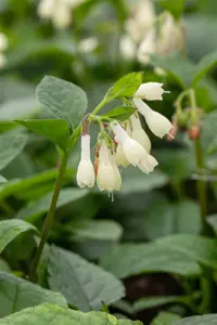 grandiflorum - afbeelding 3