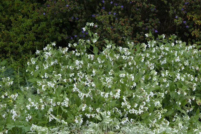 grandiflorum - afbeelding 2