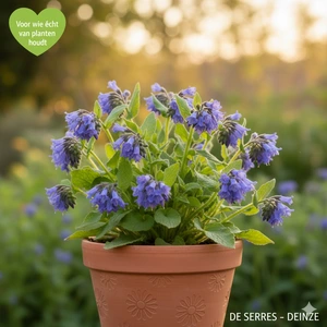 Symphytum grandiflorum 'Wisley Blue' P9