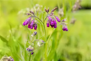 Symphytum off. 'Bumblebee Pink' P9 - afbeelding 5