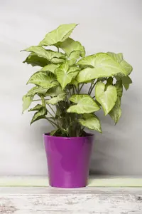 syngonium podophyllum - afbeelding 5