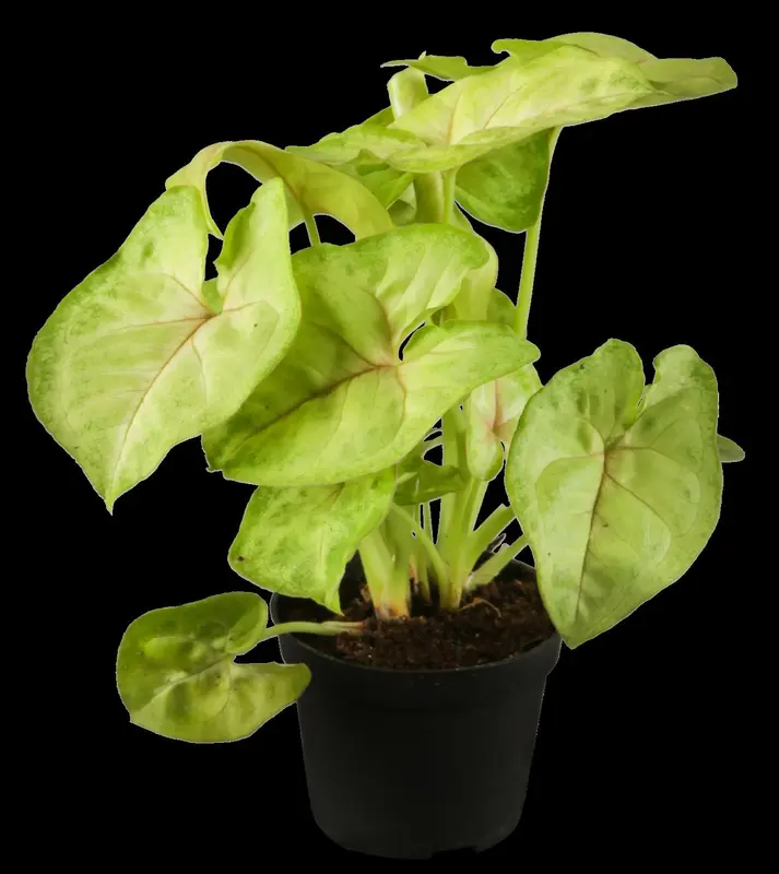 syngonium podophyllum - afbeelding 3
