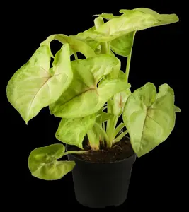 syngonium podophyllum - afbeelding 3