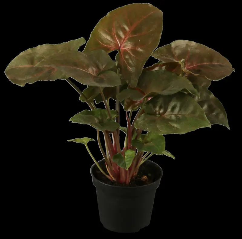 syngonium podophyllum - afbeelding 1