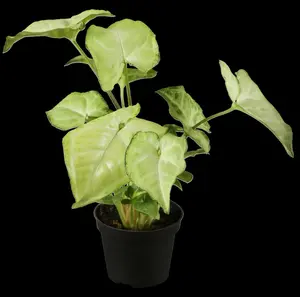 syngonium podophyllum - afbeelding 4
