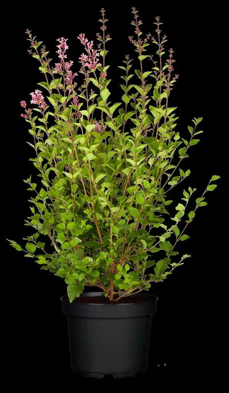 Bloomerang® 'Dark Purple' - afbeelding 2