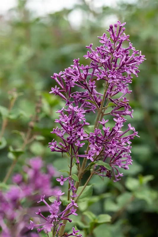 Syringa bloomerang 'Dark Purple'® STAM/ 80 C20 - afbeelding 3