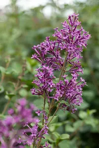 Syringa bloomerang 'Dark Purple'® STAM/ 80 C20 - afbeelding 3