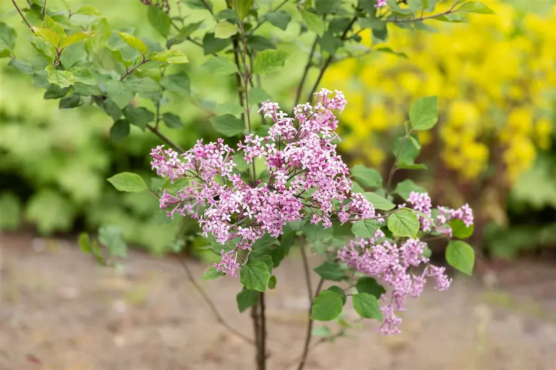 Syringa bloomerang 'Dark Purple'® STAM/ 80 C20 - afbeelding 4
