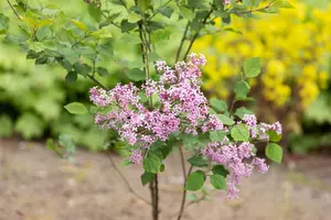 Syringa bloomerang 'Dark Purple'® STAM/ 80 C20 - afbeelding 4