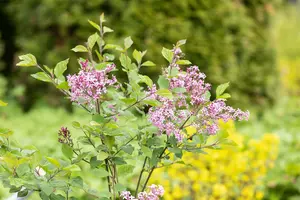 Syringa bloomerang 'Dark Purple'® STAM/ 80 C20 - afbeelding 5