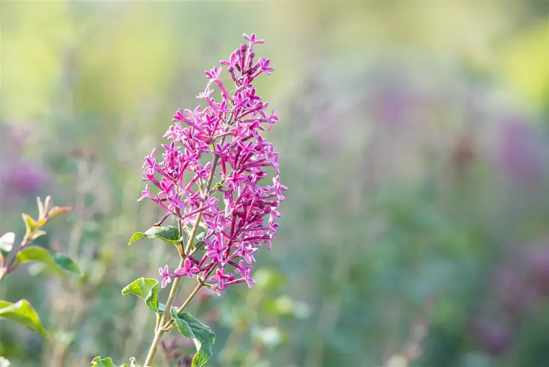 Syringa bloomerang 'Dark Purple'® STAM/ 80 C20 - afbeelding 1