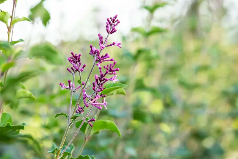 Syringa bloomerang 'Dark Purple'® STAM/ 80 C20 - afbeelding 2