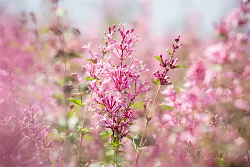 Syringa bloomerang 'Pink Perfume'® STAM/ 80 C20 - afbeelding 1