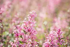 Syringa bloomerang 'Pink Perfume'® STAM/ 80 C20 - afbeelding 4