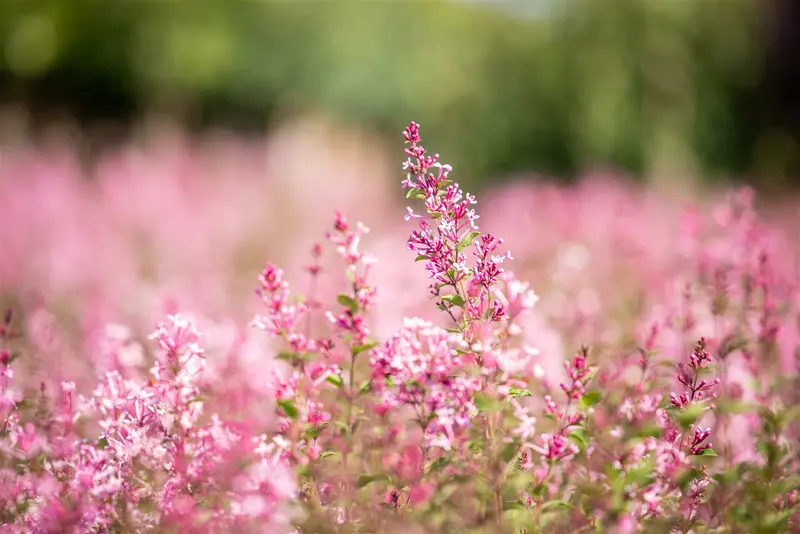 Syringa bloomerang 'Pink Perfume'® STAM/ 80 C20 - afbeelding 5