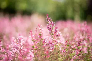 Syringa bloomerang 'Pink Perfume'® STAM/ 80 C20 - afbeelding 5