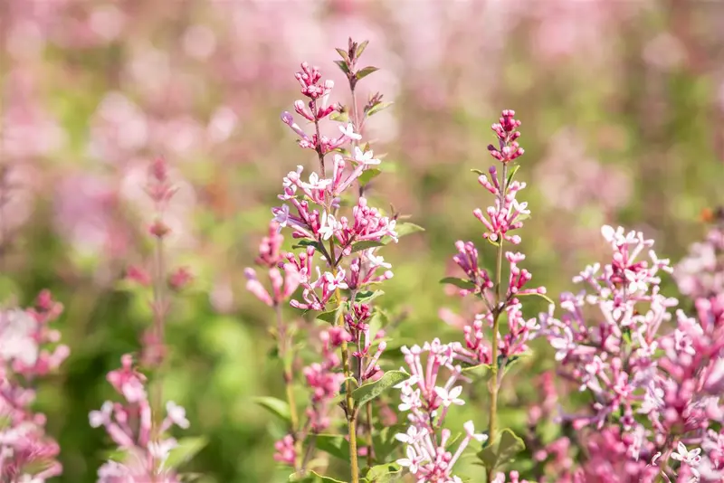 Syringa bloomerang 'Pink Perfume'® STAM/ 80 C20 - afbeelding 2