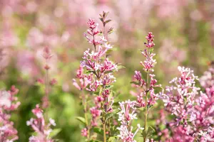 Syringa bloomerang 'Pink Perfume'® STAM/ 80 C20 - afbeelding 2
