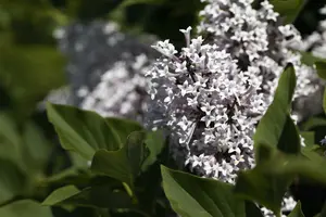 Syringa blooming mix 80-100 C15 - afbeelding 3