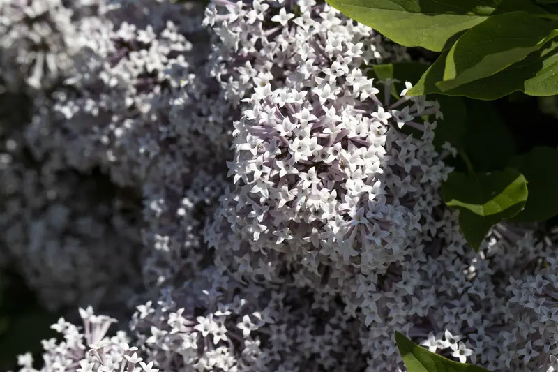 Syringa blooming mix 80-100 C15 - afbeelding 4
