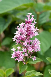 Syringa hybr. 'Josee' 30- 40   C