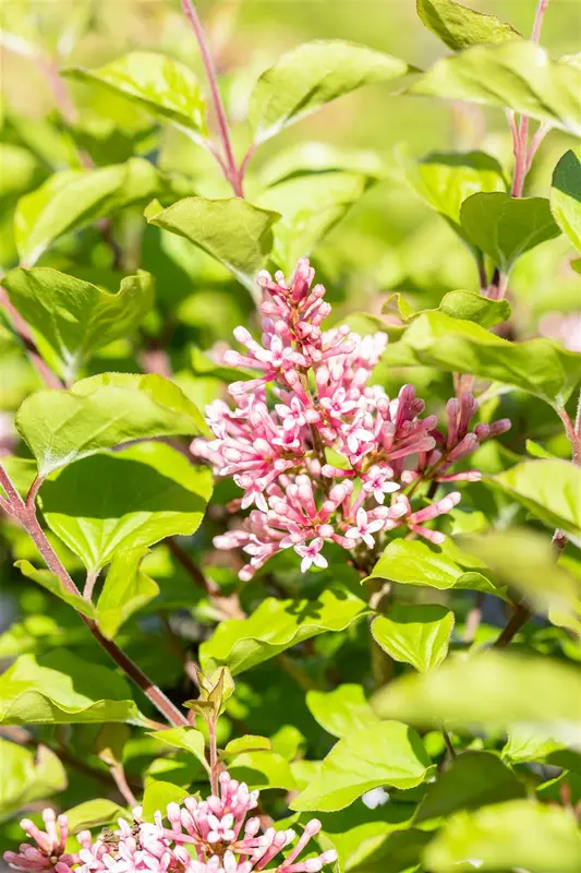 Syringa meyeri 'Flowerfesta Pink' 80-100   C15 - afbeelding 1