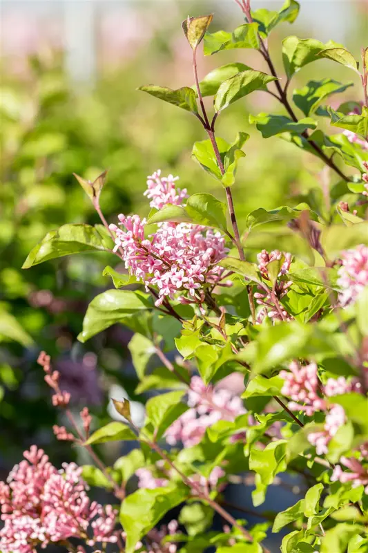 Syringa meyeri 'Flowerfesta Pink' 80-100   C15 - afbeelding 4