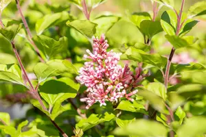 Syringa meyeri 'Flowerfesta Pink' 80-100   C15 - afbeelding 2