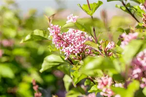 Syringa meyeri 'Flowerfesta Pink' 80-100   C15 - afbeelding 3