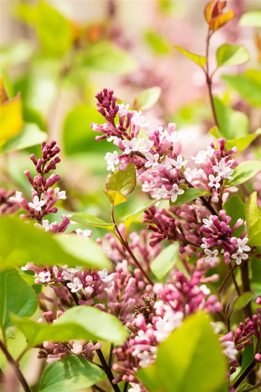 Syringa meyeri 'Flowerfesta Purple'® 80-100   C20 - afbeelding 2