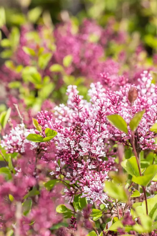 Syringa meyeri 'Flowerfesta Purple'® 80-100   C20 - afbeelding 4