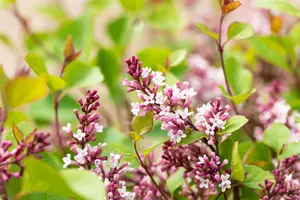 Syringa meyeri 'Flowerfesta Purple'® 80-100   C20 - afbeelding 1
