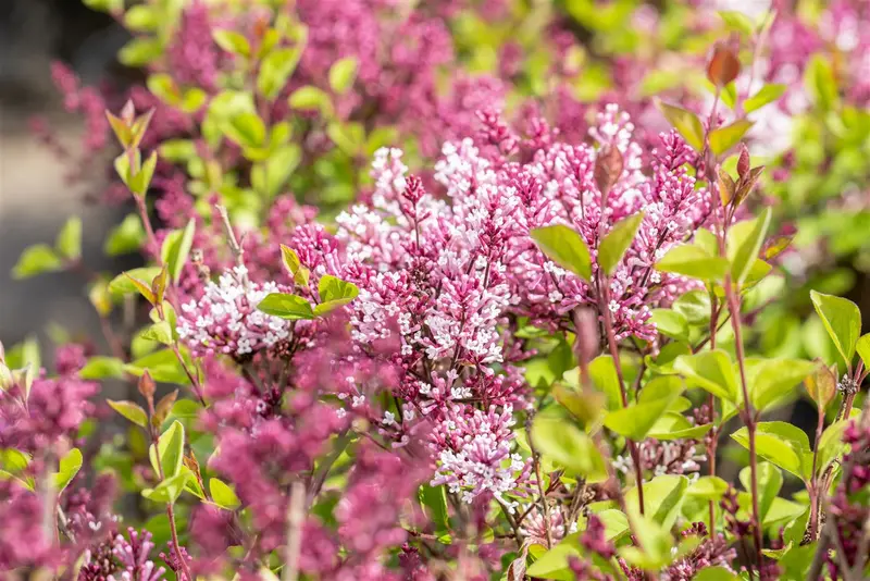 Syringa meyeri 'Flowerfesta Purple'® 80-100   C20 - afbeelding 3