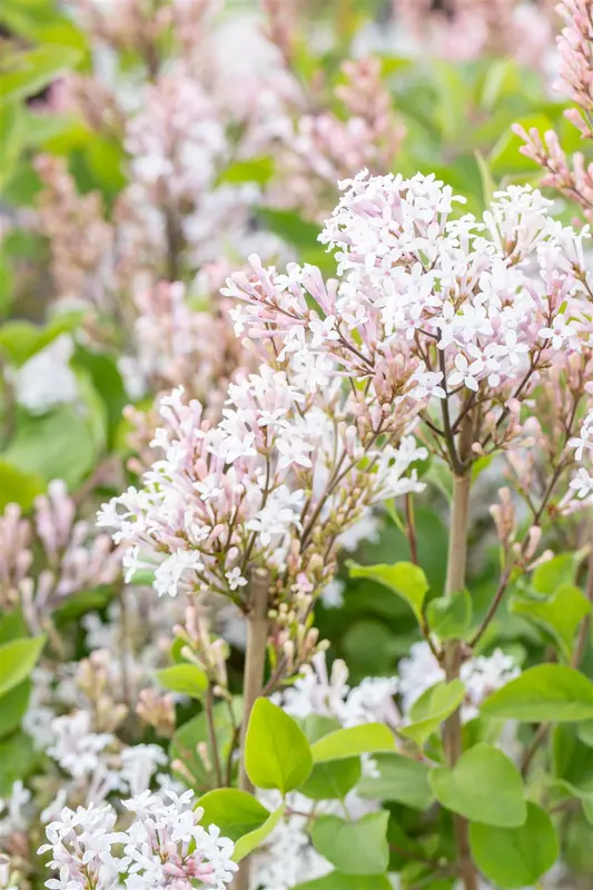 Syringa meyeri 'Flowerfesta White' 80-100   C15 - afbeelding 3