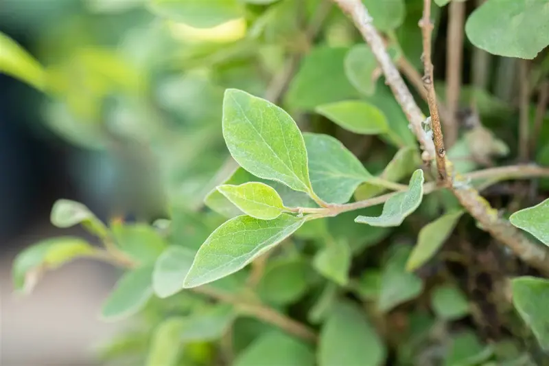 Syringa meyeri 'Flowerfesta White' 80-100   C15 - afbeelding 1